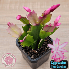 Load image into Gallery viewer, Zygocactus 'Thor Caroline'