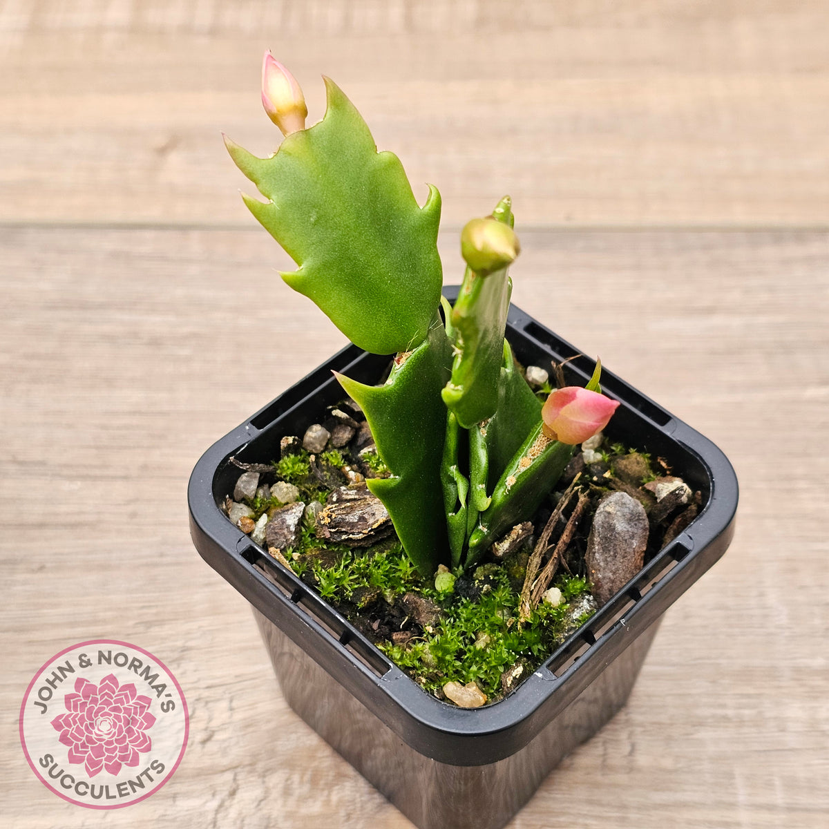 Zygocactus 'Butterfly'