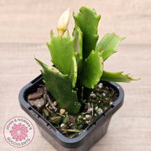 Load image into Gallery viewer, Zygocactus 'Butterfly'