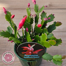 Load image into Gallery viewer, Zygocactus 'Caribbean Dancer'