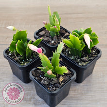 Load image into Gallery viewer, Zygocactus 'Cecilia'