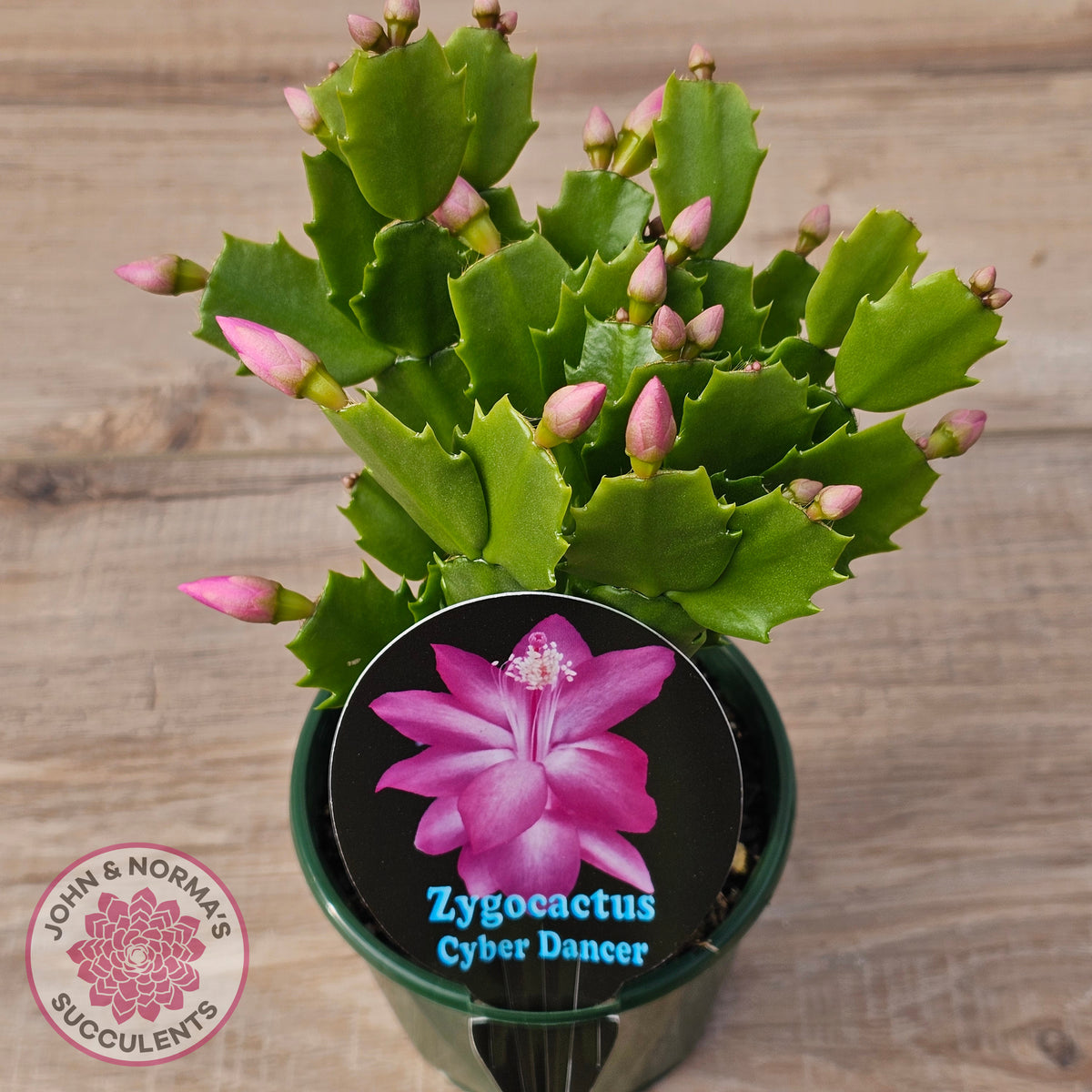 Zygocactus 'Cyber Dancer'