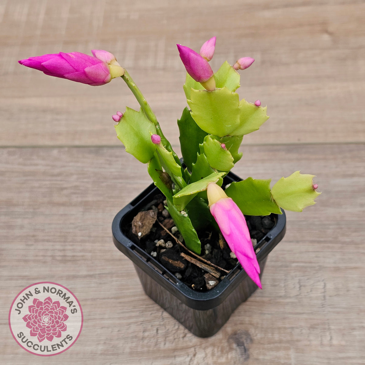 Zygocactus 'Cyber Dancer'