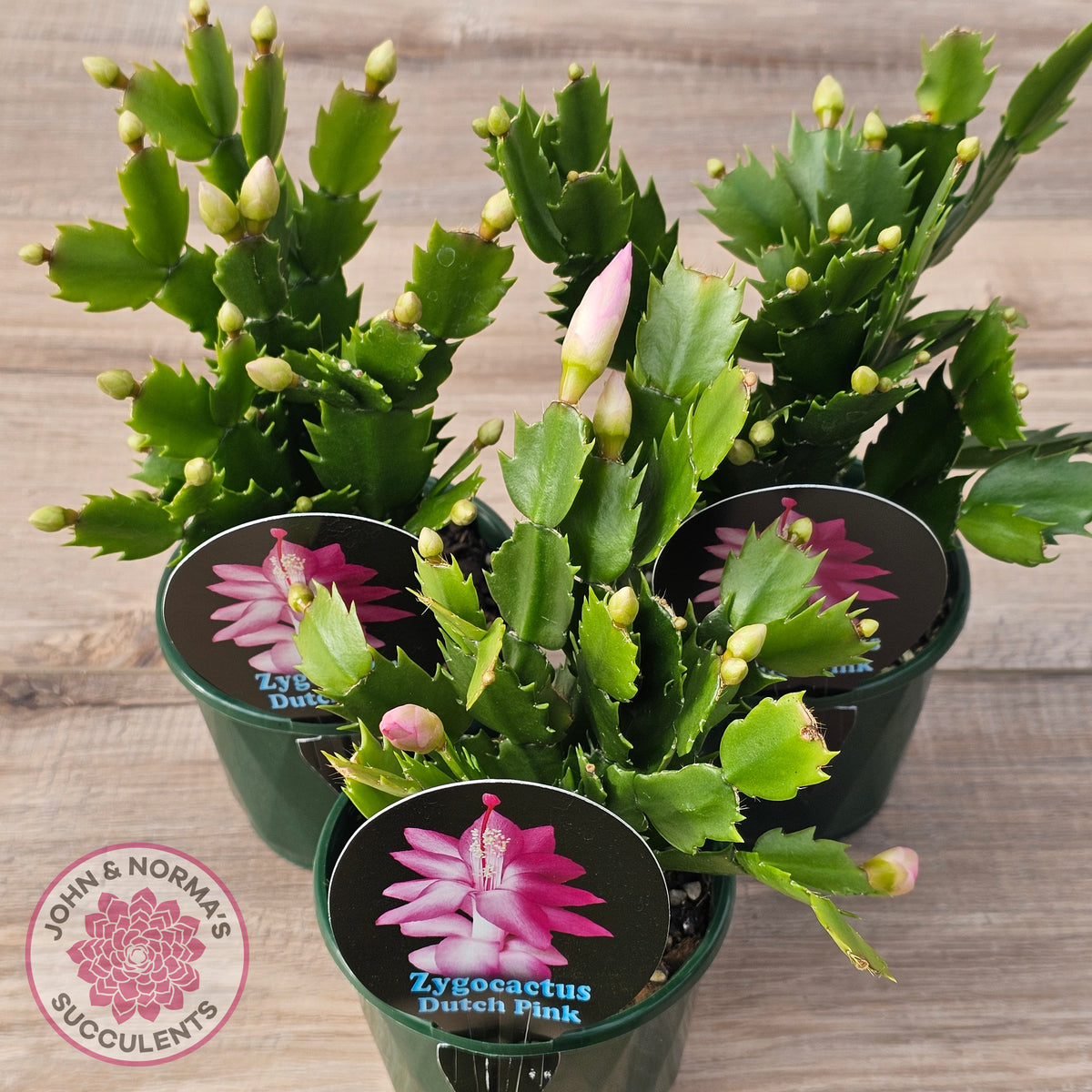 Zygocactus 'Dutch Pink'