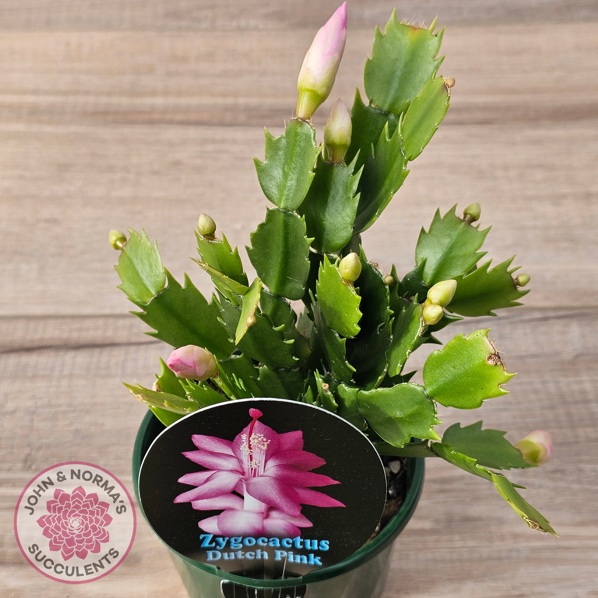 Zygocactus 'Dutch Pink'