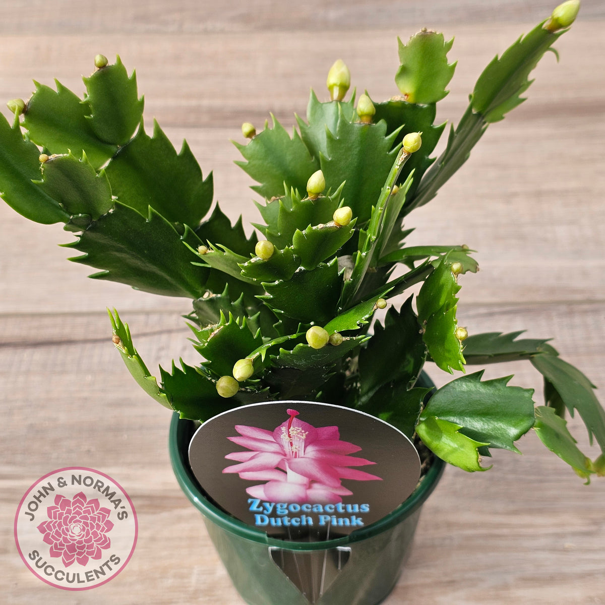 Zygocactus 'Dutch Pink'