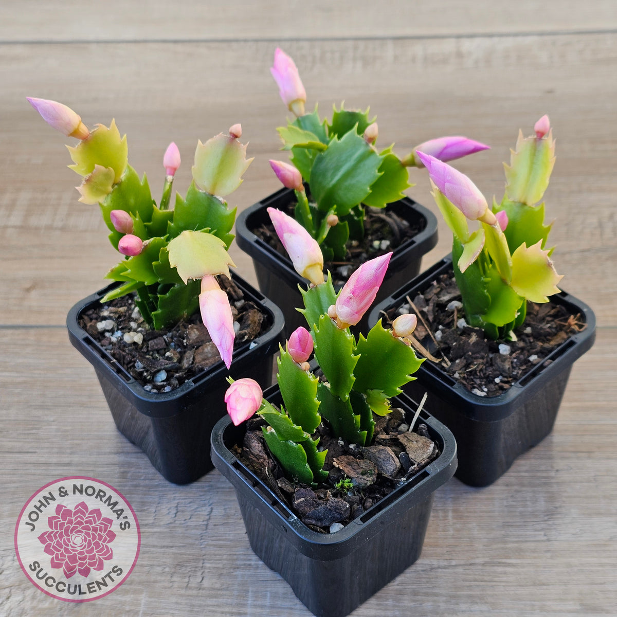 Zygocactus 'Dutch Pink'