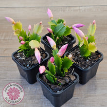 Load image into Gallery viewer, Zygocactus 'Dutch Pink'