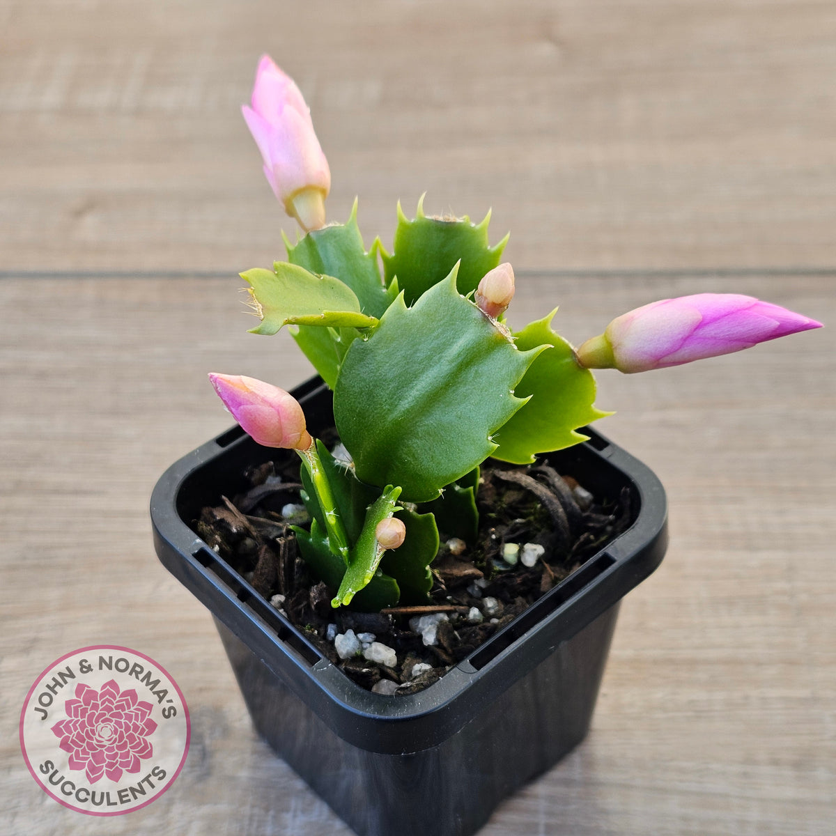 Zygocactus 'Dutch Pink'