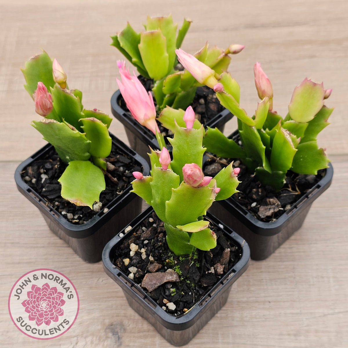 Zygocactus 'Fantasia'