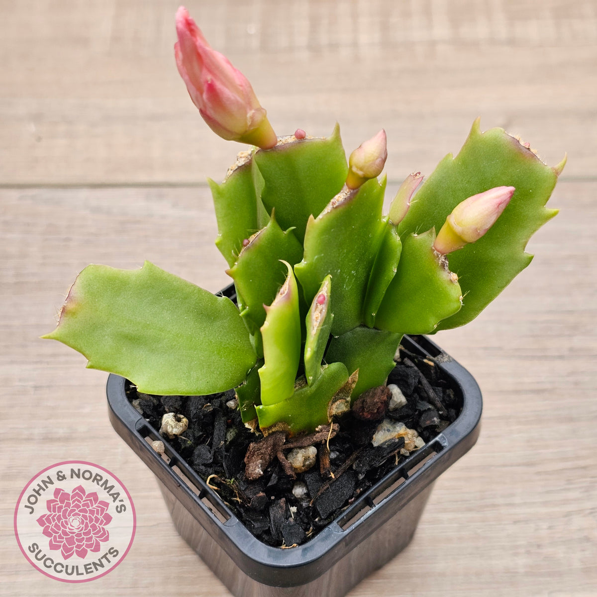 Zygocactus 'Fantasia'