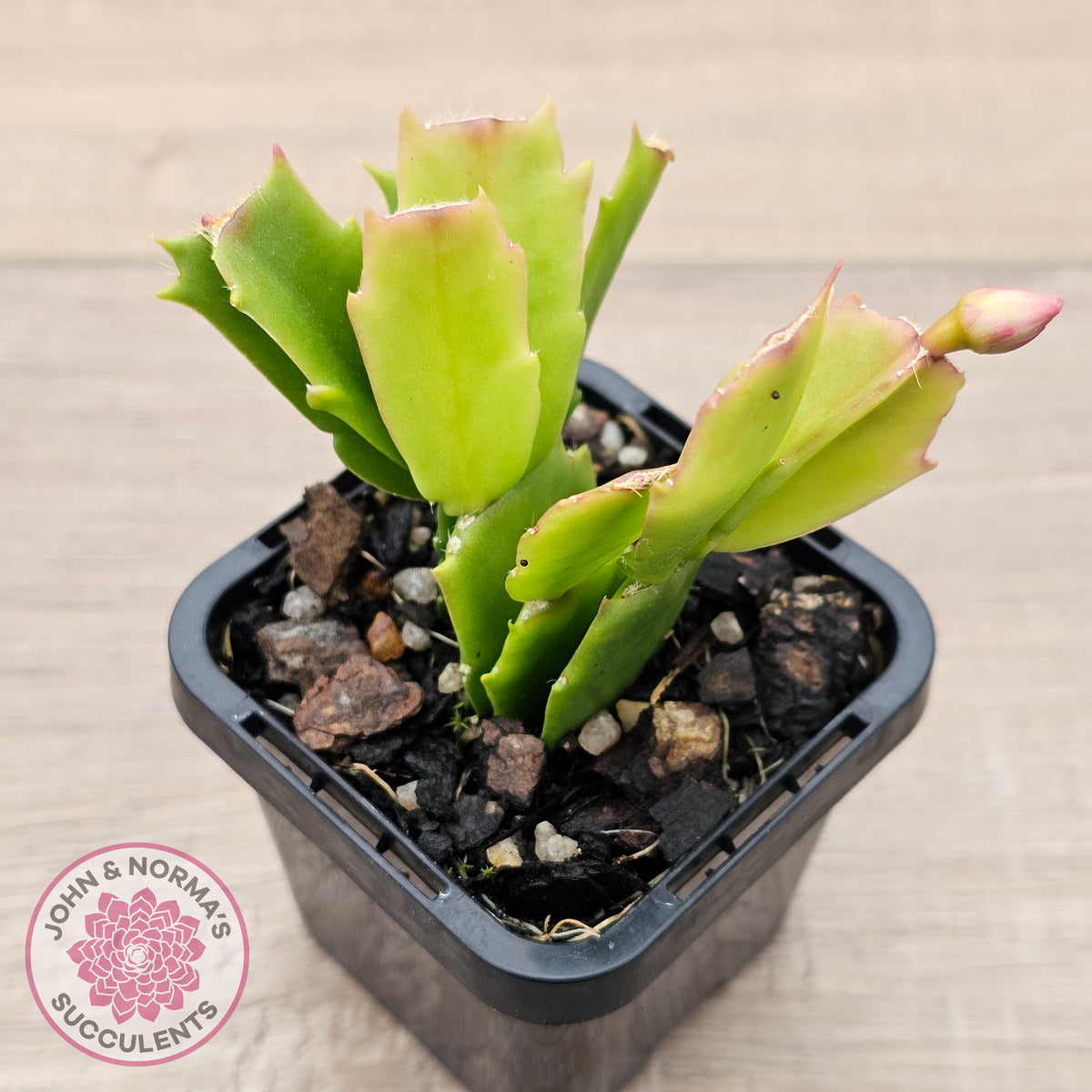 Zygocactus 'Fantasia'