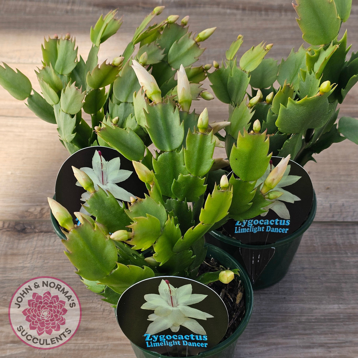 Zygocactus 'Limelight Dancer'
