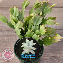 Load image into Gallery viewer, Zygocactus 'Limelight Dancer'