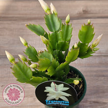 Load image into Gallery viewer, Zygocactus 'Limelight Dancer'