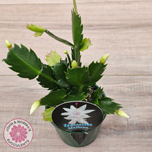 Load image into Gallery viewer, Zygocactus 'Malissa'
