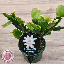 Load image into Gallery viewer, Zygocactus 'Malissa'