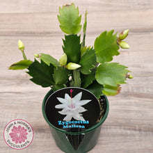 Load image into Gallery viewer, Zygocactus 'Malissa'