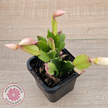 Load image into Gallery viewer, Zygocactus 'Malissa'