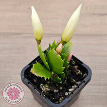 Load image into Gallery viewer, Zygocactus 'Malissa'