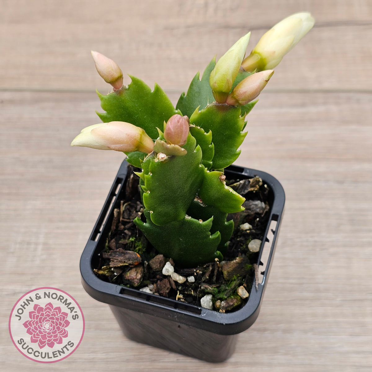 Zygocactus 'Malissa'