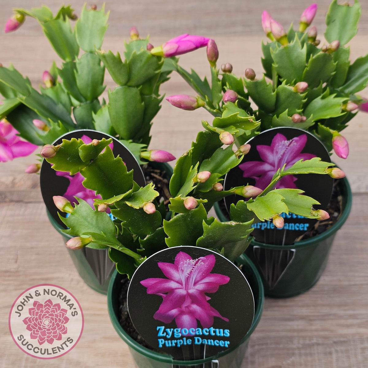 Zygocactus 'Purple Dancer'
