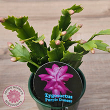 Load image into Gallery viewer, Zygocactus 'Purple Dancer'