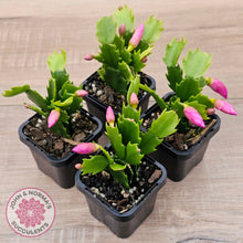 Load image into Gallery viewer, Zygocactus 'Purple Dancer'