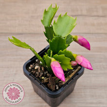 Load image into Gallery viewer, Zygocactus 'Purple Dancer'