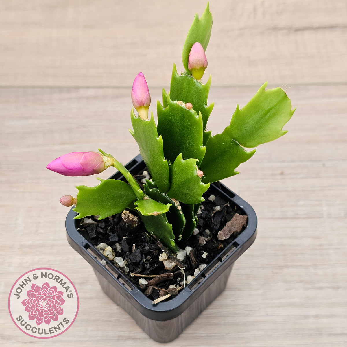 Zygocactus 'Purple Dancer'