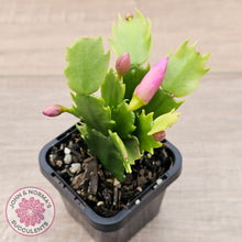 Load image into Gallery viewer, Zygocactus 'Purple Dancer'