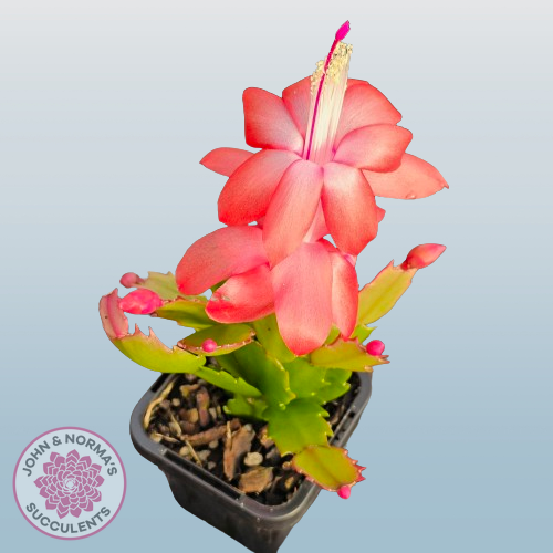 Zygocactus 'Sunset Dancer'