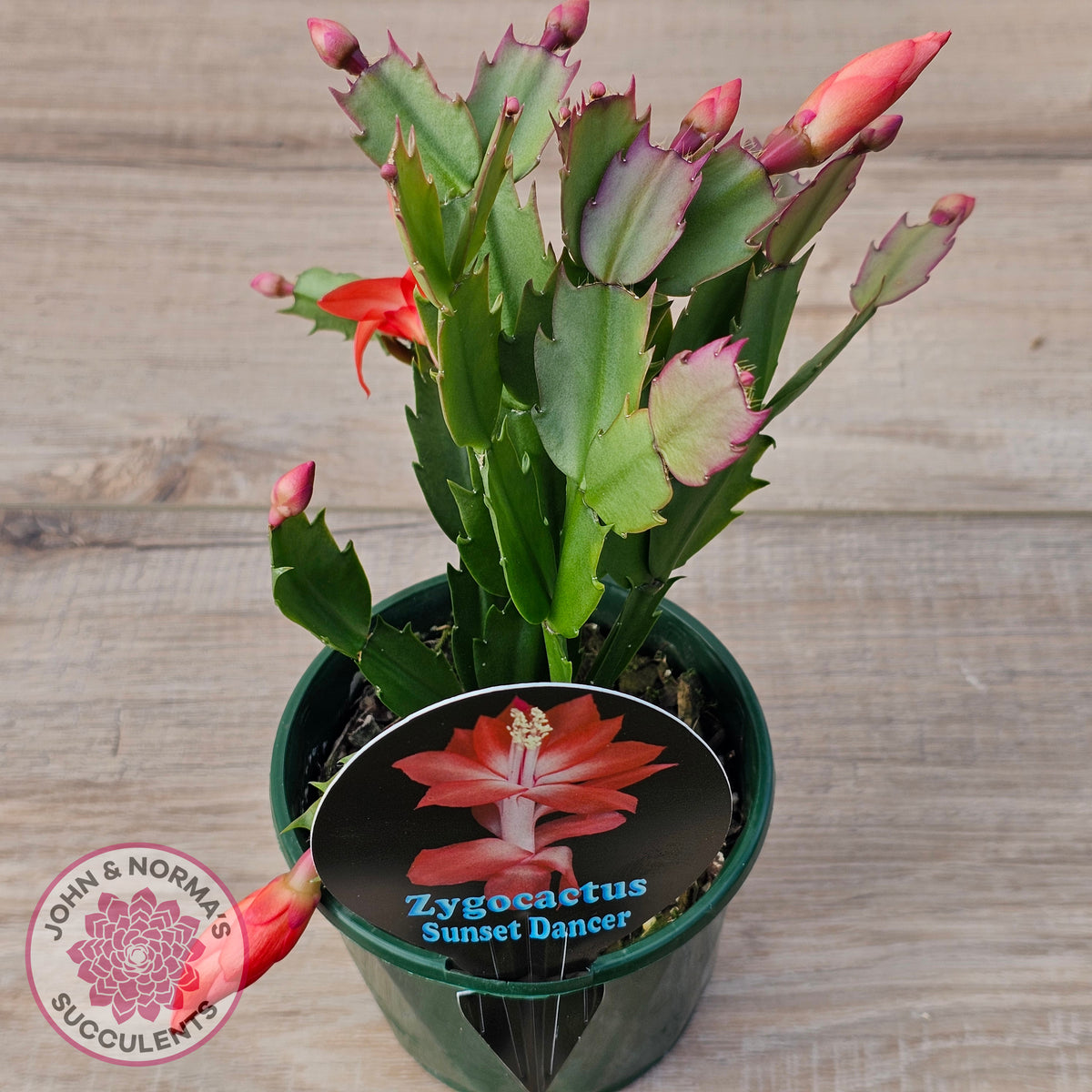 Zygocactus 'Sunset Dancer'