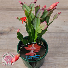 Load image into Gallery viewer, Zygocactus 'Sunset Dancer'