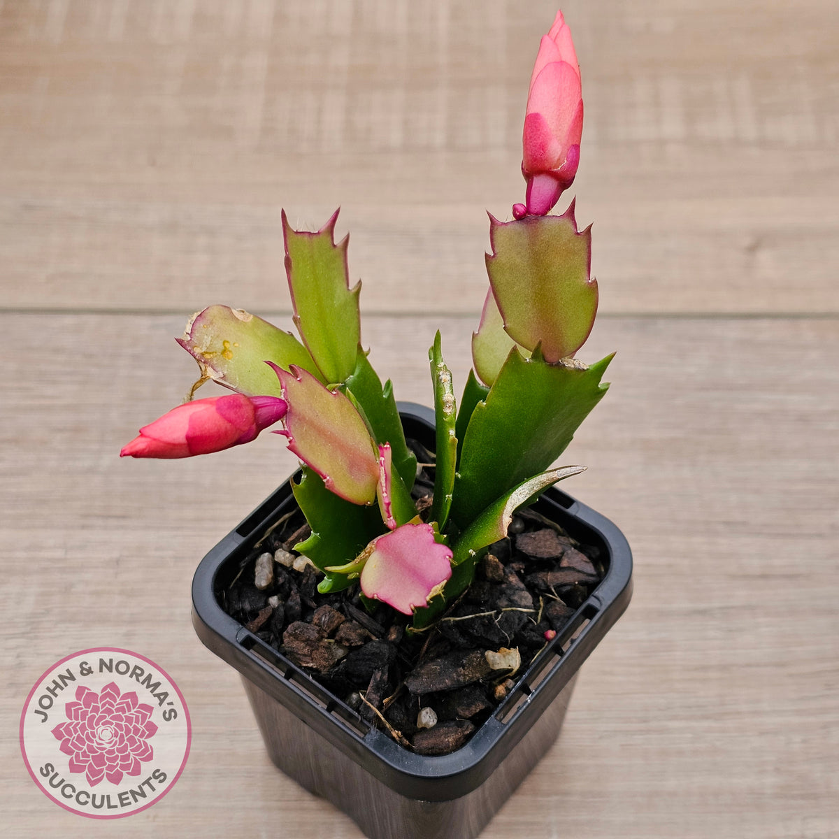 Zygocactus 'Sunset Dancer'