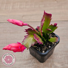 Load image into Gallery viewer, Zygocactus 'Sunset Dancer'