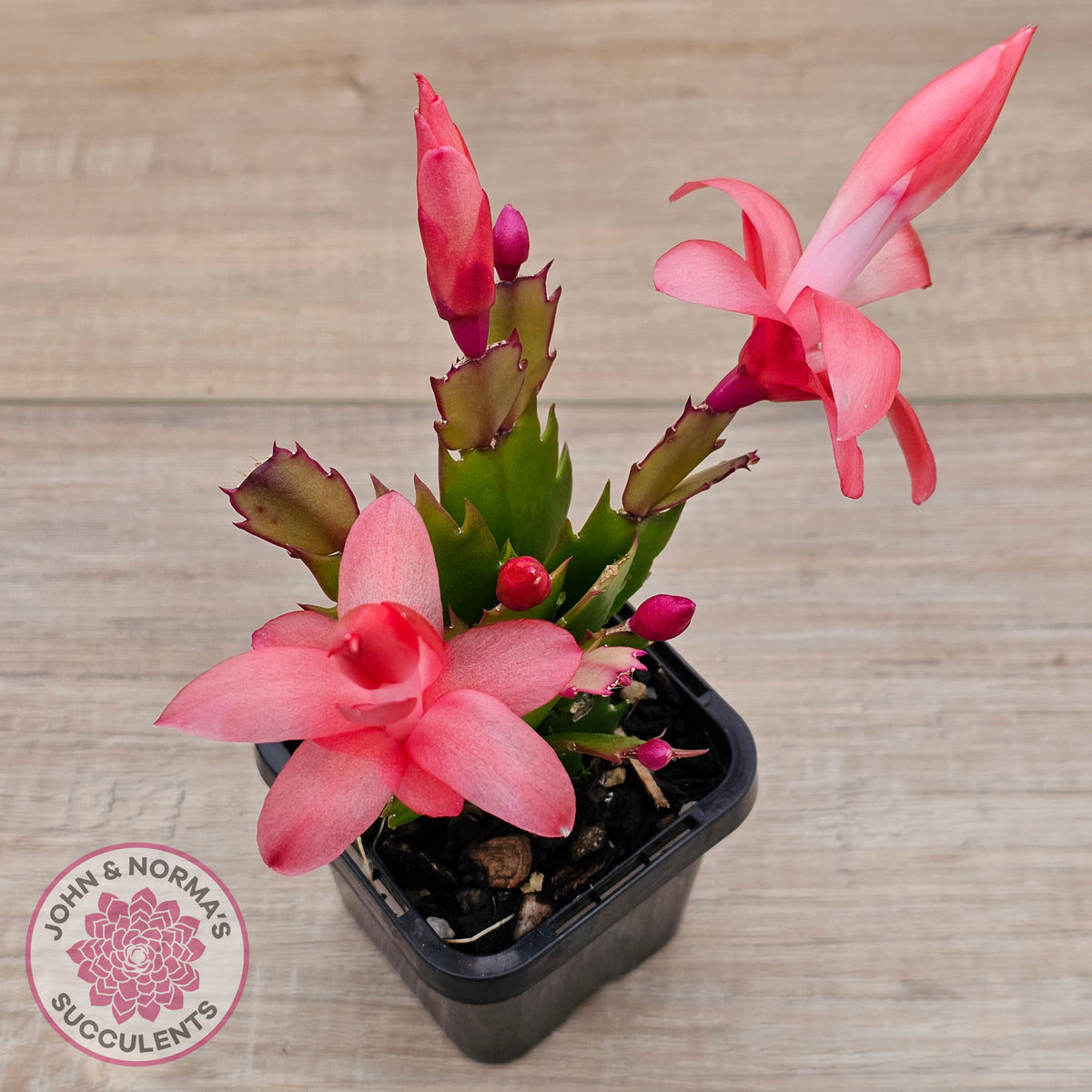 Zygocactus 'Sunset Dancer'