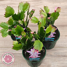 Load image into Gallery viewer, Zygocactus 'Thor Caroline'
