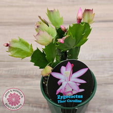 Load image into Gallery viewer, Zygocactus 'Thor Caroline'