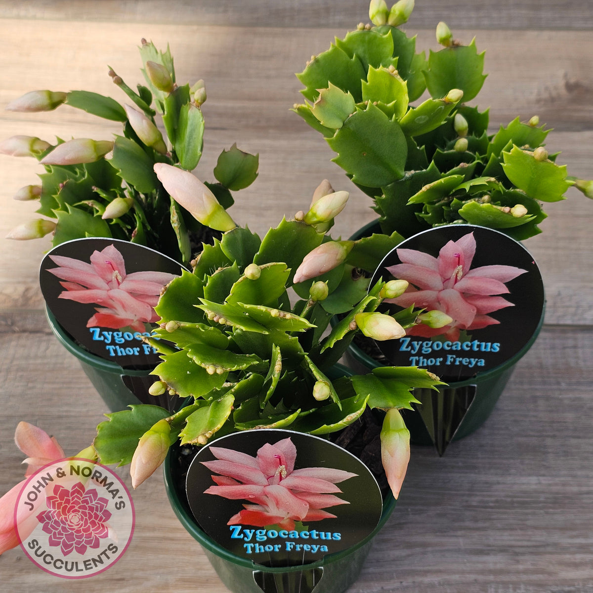 Zygocactus 'Thor Freya'
