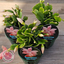 Load image into Gallery viewer, Zygocactus 'Thor Freya'