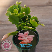 Load image into Gallery viewer, Zygocactus 'Thor Freya'