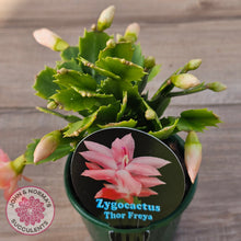 Load image into Gallery viewer, Zygocactus 'Thor Freya'