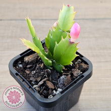 Load image into Gallery viewer, Zygocactus 'Thor Freya'