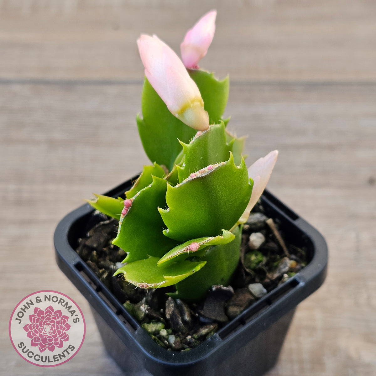 Zygocactus 'Thor Freya'