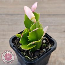 Load image into Gallery viewer, Zygocactus 'Thor Freya'