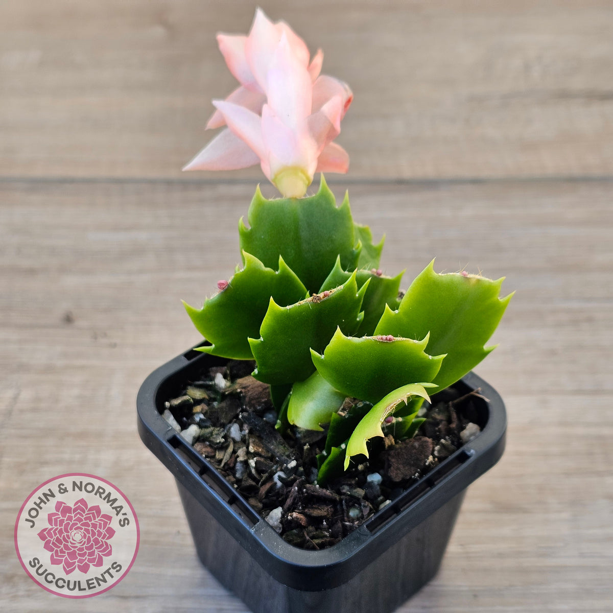 Zygocactus 'Thor Freya'