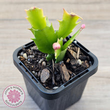 Load image into Gallery viewer, Zygocactus 'Thor Freya'