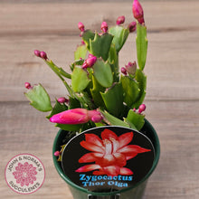 Load image into Gallery viewer, Zygocactus 'Thor Olga'