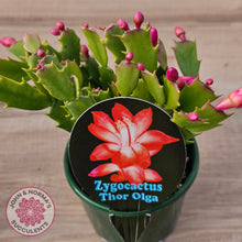 Load image into Gallery viewer, Zygocactus 'Thor Olga'